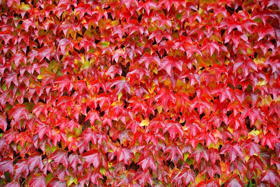 The background red wallpapers
