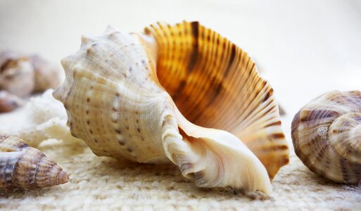 Beautiful beauty seashell photo