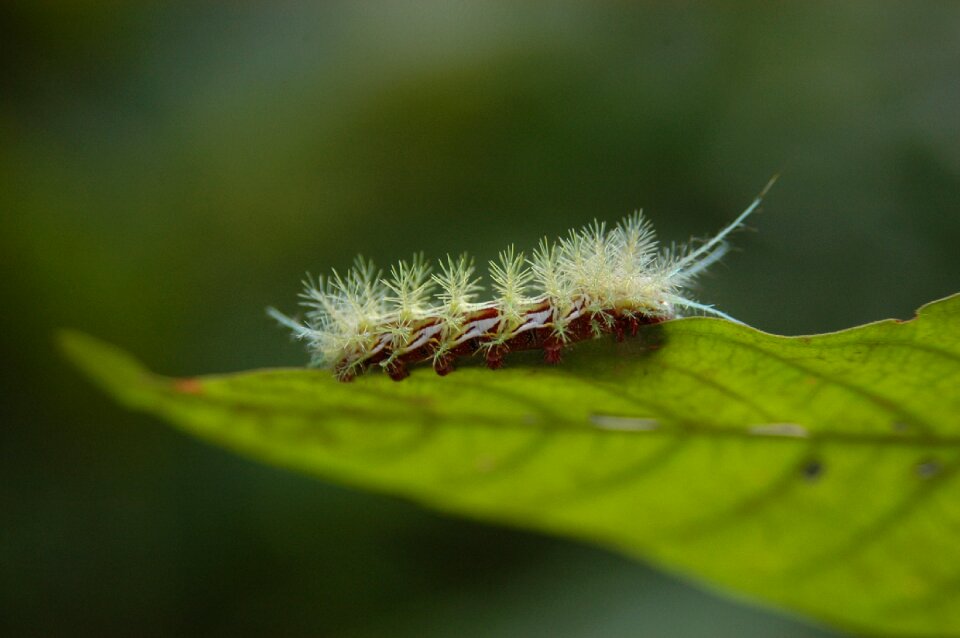 Caterpillar nature insect