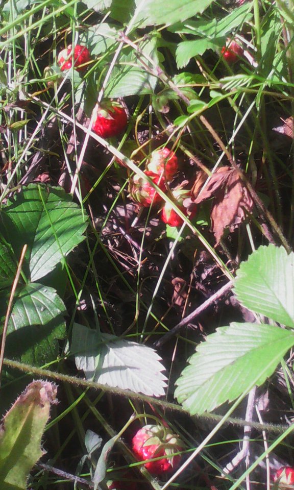 Клубника_луговая_(Fragaria_viridis)_06