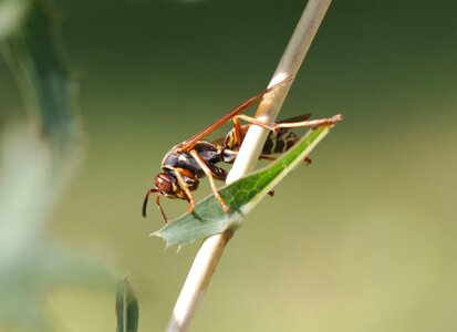 Insect nature beneficial