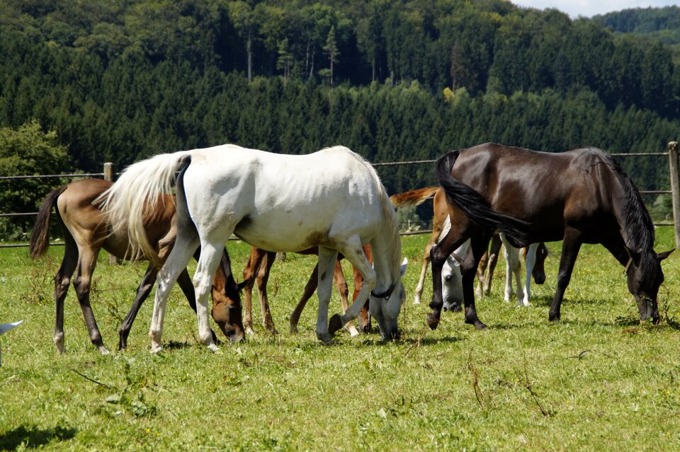 Breeding mold horse breed