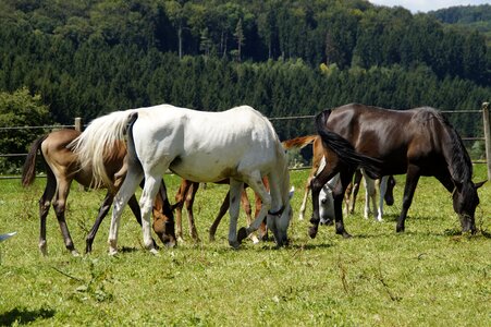 Breeding mold horse breed