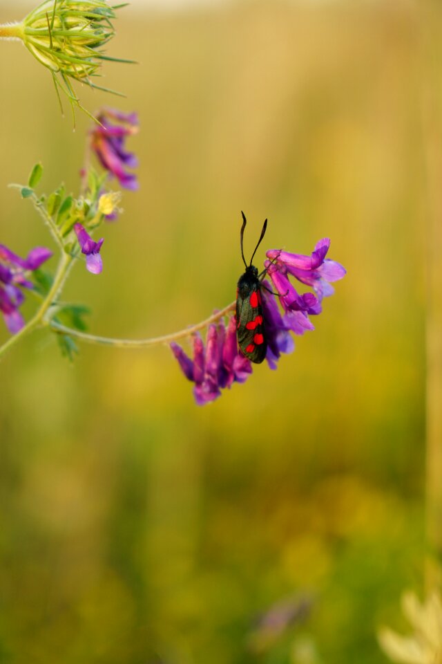 Insect flight insect red