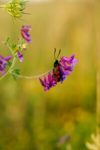 Insect flight insect red