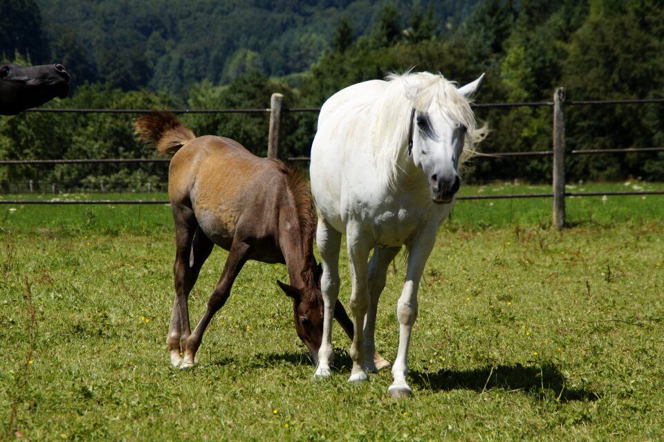 Breeding mold horse breed