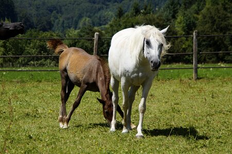 Breeding mold horse breed