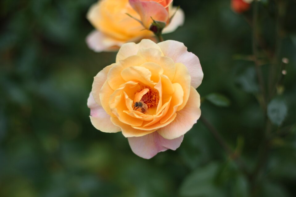 Flower yellow rose