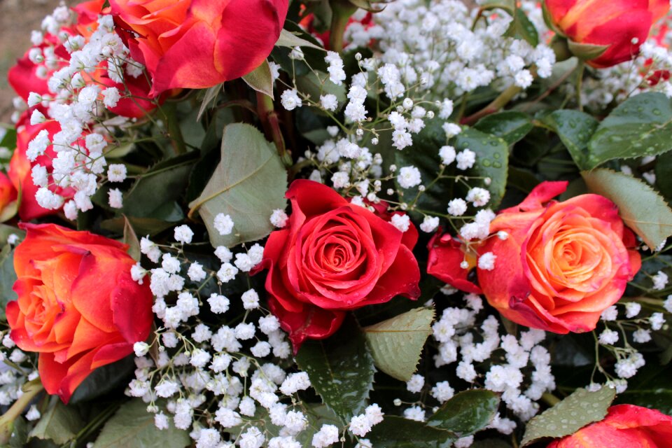 Flowers love valentine's day