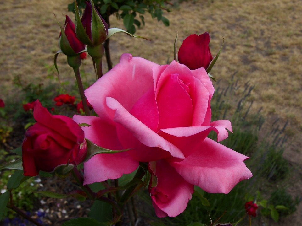 Rose flower macro pink rose