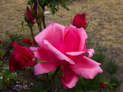 Rose flower macro pink rose