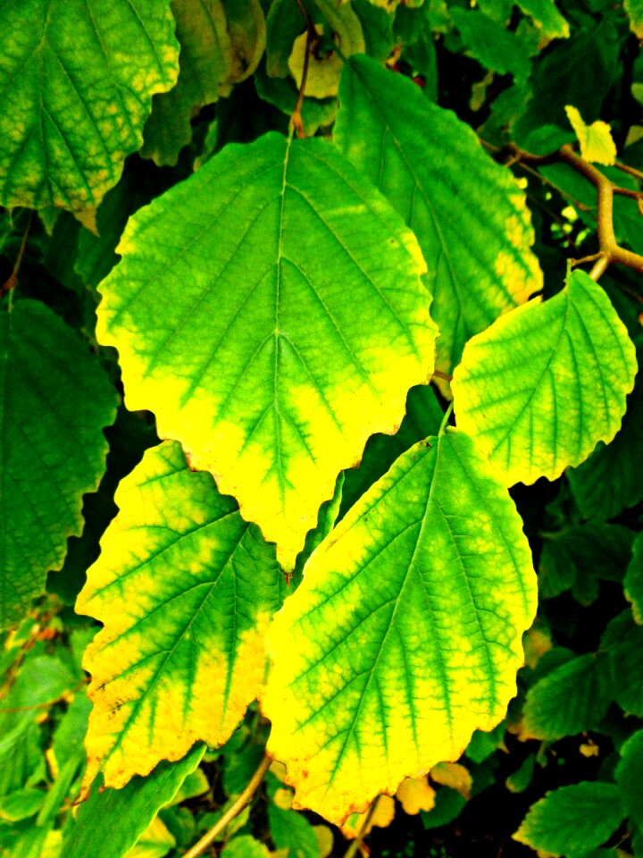 Tree nature fall color