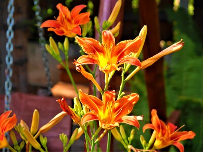 Flowers orange chalices