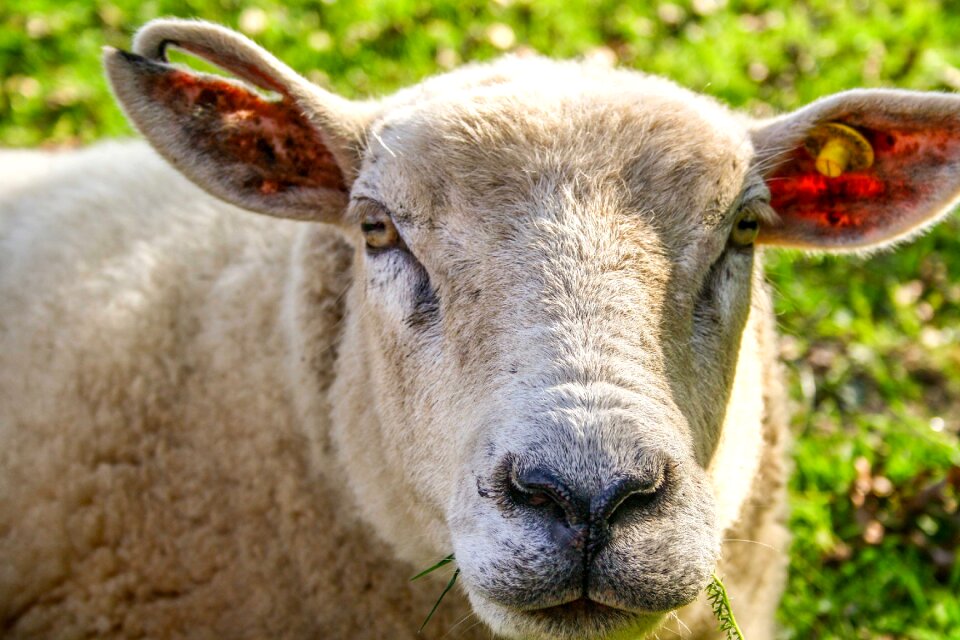 Wool agriculture animals
