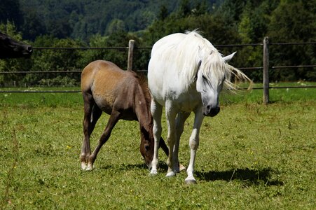 Breeding mold horse breed