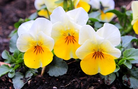 Violet plant flowers flower plants photo