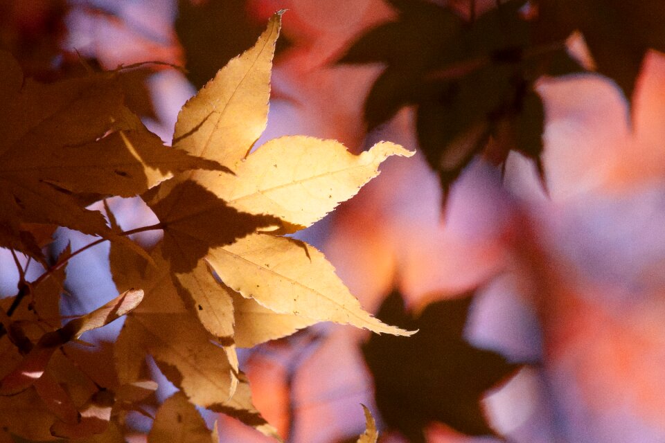 Yellow orange leaves photo