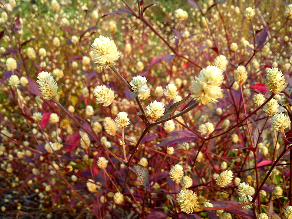 കാട്ടുപൂച്ചെടി-Alternanthera_amoena