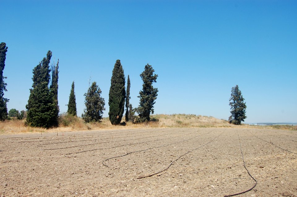 שכרונה3