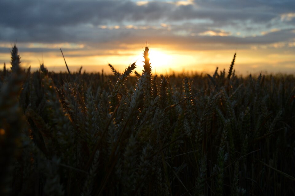 Grass nature hay