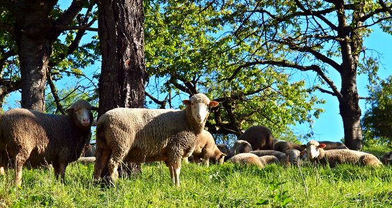 Animals mammals pasture