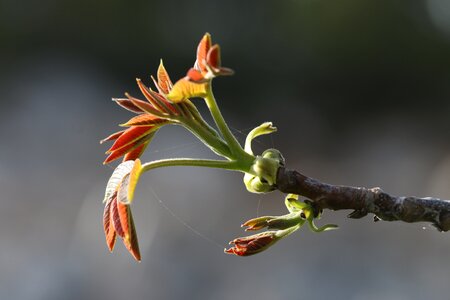 Plant flowers beautiful photo