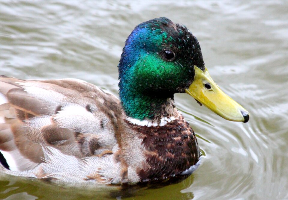 Wild duck anas platyrhynchos bird