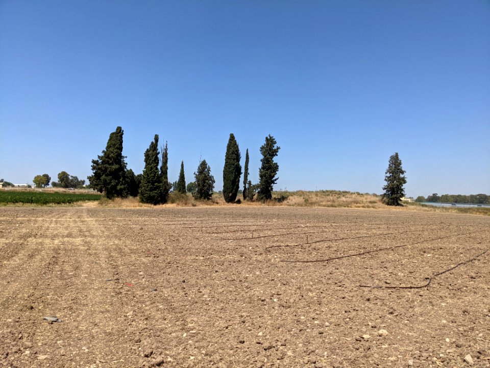 שכרונה1