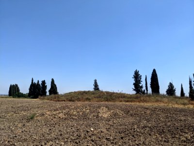 שכרונה2