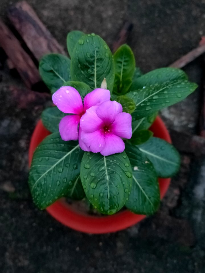 নয়নতারা_-_Madagascar_periwinkle_in_West_Bengal