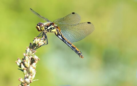 Dragonfly flight insect insect photo