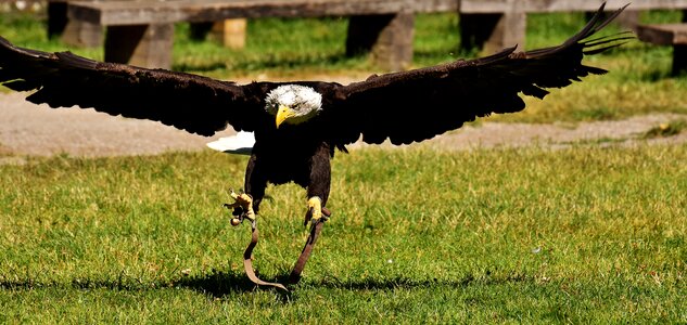 Raptor bald eagle bird of prey