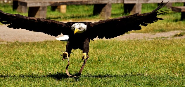 Raptor bald eagle bird of prey photo