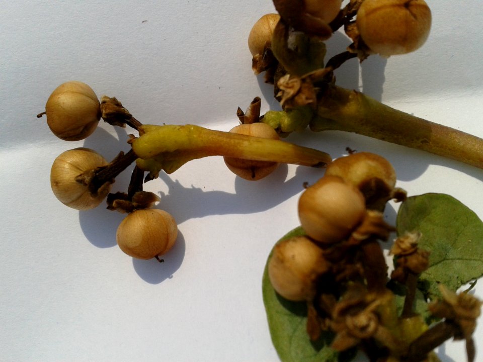 சமுத்திரப்பச்சை1