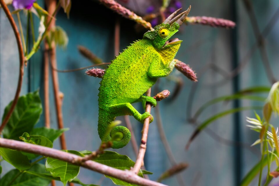 Reptile wildlife zoo