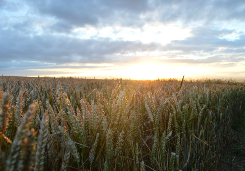 Grass nature hay