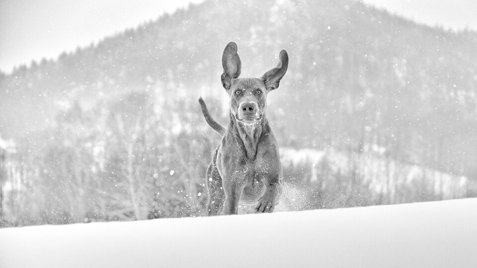Winter dog weimaraner photo