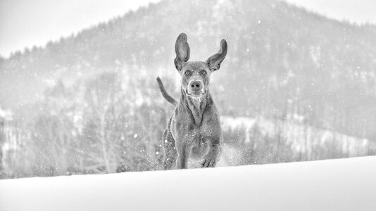 Winter dog weimaraner photo