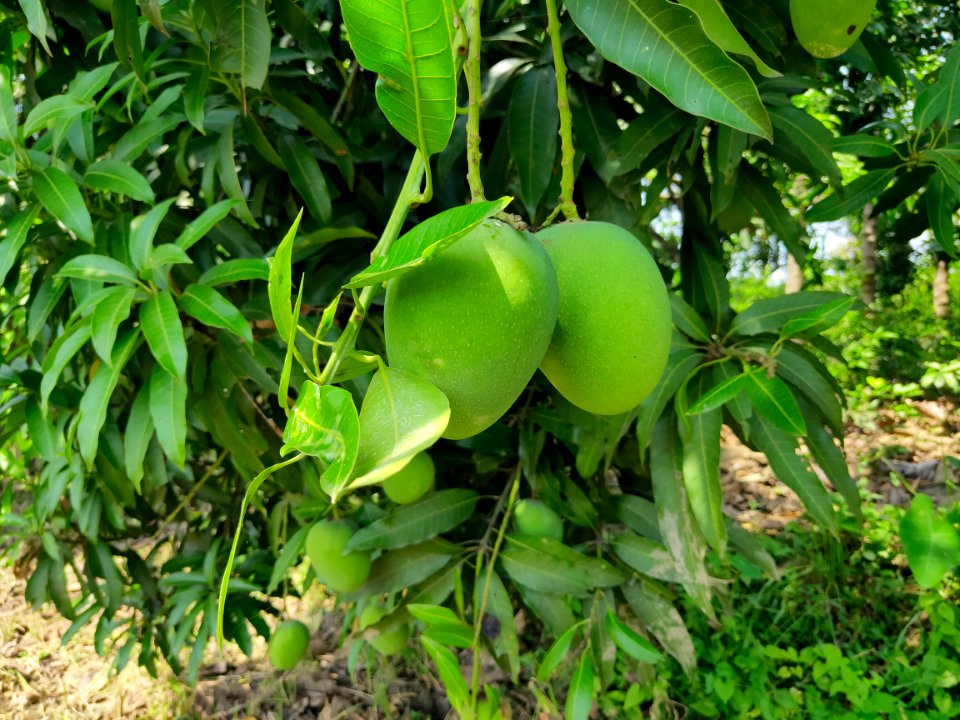 আম_-_Mangifera_indica_(Mango)