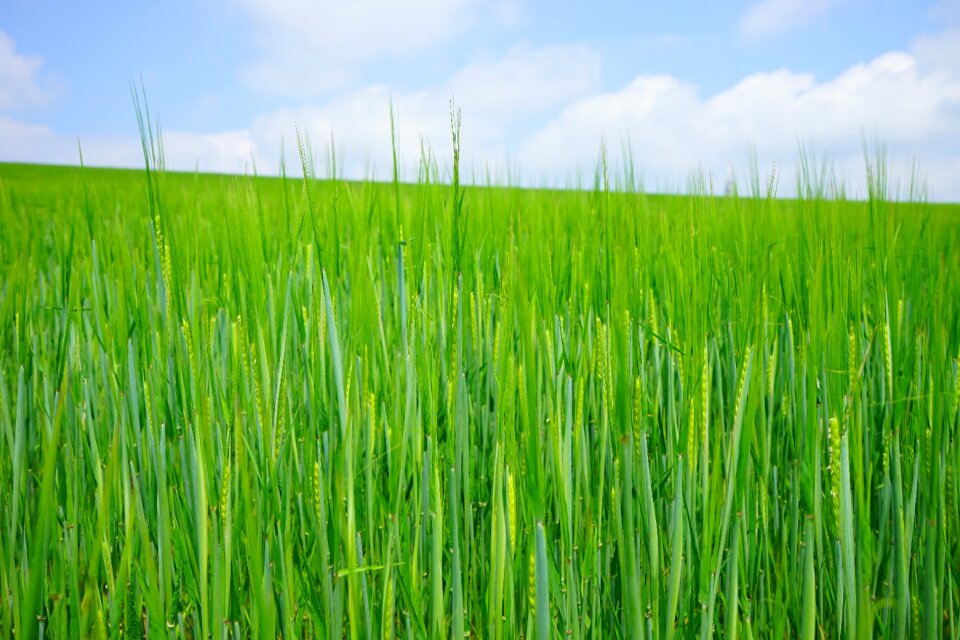Sowing shoots young