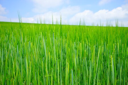 Sowing shoots young