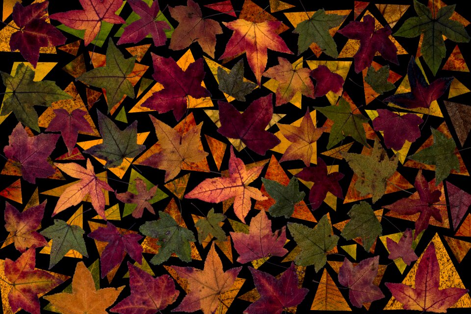 Fall leaves composition arrangement