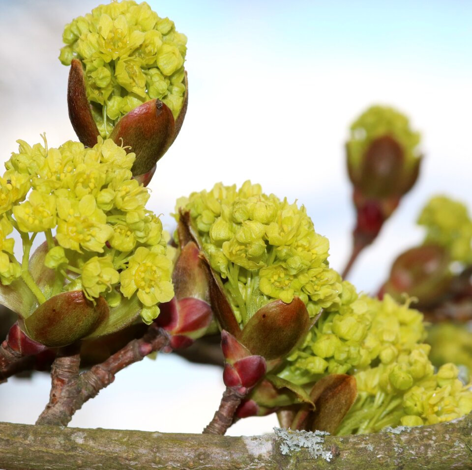 Green spring growth
