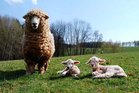 Lamb sheep home cub