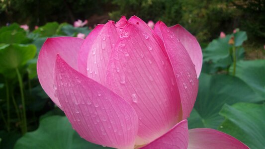 Plant wet flourished
