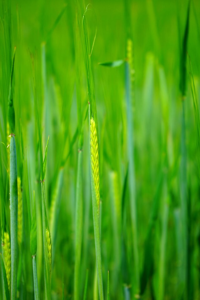 Sowing shoots young