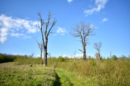 Цибулівське_лісництво_01
