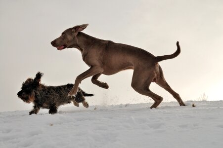 Weimaraner dachshund running dogs photo