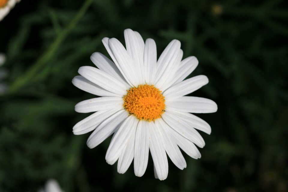 Plant nature flowers