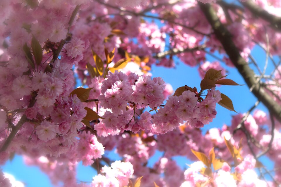 Blossom bloom spring
